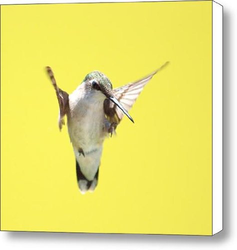 Hummingbird on Yellow 2 Canvas Print / Canvas Art - Artist Robert Suits Jr