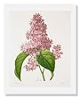 Langlois, Lilas