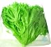 クリーンリーフ信州 「洗わなくていい無農薬野菜」 しゃきしゃき　フリルレタス