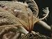A Deep Sea Crinoid Waves its Feathery Fronds in a Gentle Current Artists Photographic Poster Print, 18x24