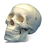 Budget Life-Size Skull