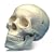 Budget Life-size Skull