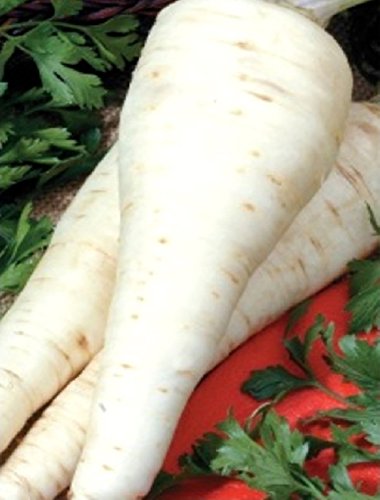 Seeds Root Parsley Berliniya - Berlin Organic Heirloom Herb Seed