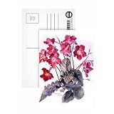 Streptocarpus, c.1985 (w/c on paper) by Brenda Moore - Postcard (Pack of 8) - 6x4 inch - Art247 Highest Quality - Standard Size - Pack Of 8
