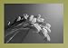 Bowing Tulip Sympathy Cards - Black & White on Olive