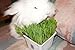 Priscillas Kitty Cat Pet Grass Seed Refill Pack (Barley, Oats, Wheat and Rye) 6 oz