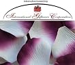 100 Silk Rose Petals Wedding Favors - Two Tone Color: White/Plum