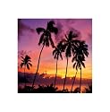 Silhouetted Palm Trees Sunsets Photography 40X40cm Art Print
