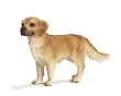Golden Retriever Toy Dog, 3.77"