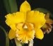 Slc Circle of Life 'Lone Jack' x Blc Malworth 'Orchidglade' FCC/AOS