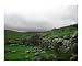 Nought but the Wild Heather Photographic Poster Print by Sharon Maille-rettich, 20x16