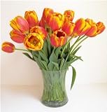 20 Fresh Cut Orange Fire Tulips