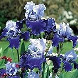 Best Bet Tall Bearded German Iris 1 Bulb - REBLOOMER