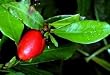 3 Miracle Fruit Seeds - End your dependence on sugar! - Synsepalum dulcificum