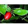 3 Miracle Fruit Seeds - End your dependence on sugar! - Synsepalum dulcificum