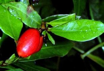 Childrens Toyshop  Outdoor Living : 3 Miracle Fruit Seeds - End your dependence on sugar! - Synsepalum dulcificum