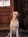 Yellow Labrador Retriever Sitting in Front of a Door Photographic Poster Print by Adriano Bacchella, 12x16