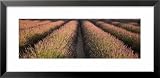 Rows Lavender Field, Pays De Sault Provence, France Cuisine Framed Art Poster Print by Panoramic Images, 31x15