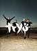 Tryo Ce Que L'On S' Aime P/V/G