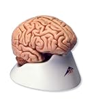 3B Scientific Classic Brain, 5 part