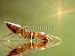 Wallmonkeys Peel and Stick Wall Decals - This Ant Really Small Only around 2mm - Removable Graphic