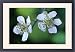 Framed Prints of USH-1071 BLACKBERRY Bramble - Flowers / blossom from Ardea Wildlife Pets