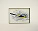 1880 Hand Coloured Print Bird Grey Wagtail Yellow Blue