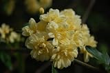 Live Plant Heirloom Rose 'Lady Banks' Yellow Flower Clusters