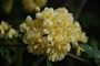 Live Plant Heirloom Rose 'Lady Banks' Yellow Flower Clusters
