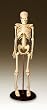 Anatomical Chart Co. My First Skeleton Tiny Tim Skeleton Model - 16 1/2" - 42 Cm - Item #: CMS1