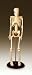 Anatomical Charts & Models
