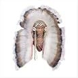 Indian bust/feather headdress - Style 28407