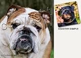 Bulldog Coasters - 4 pack