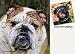 NEW! Neoprene Bulldog Coasters Set of 4 by Barbara Augello