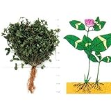 ���i�̏ڍ�