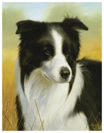 Border Collie Art Poster Print by John Silver