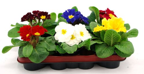 Weidenkorb groß »–› PreisSuchmaschine.de