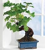 Flowers by 1800Flowers - Wine Grape Bonsai
