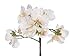 House of Silk Flowers Artificial 17-Inch Phalaenopsis Orchid, Mini, White