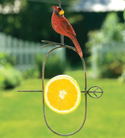 Speared Fruit Hanging Bird Cardinal Motif