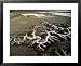 Aerial of Tentacle-Like Branches of Soda Lake in the Carrizo Plain, Mojave Desert, USA Styles Framed Art Poster Print by Jim Wark, 31x25