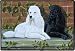 Poodles Poodle Dog Designer Indoor Outdoor Doormat Rug Mat