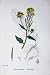 BOTANY PLANTS c1902 WILD MUSTARD BRASSICA SINAPISTRUM