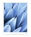 Blue Agave, Sedona Arizona Scenic Photographic Poster Print by Patrick McDonald, 20x2...