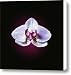 Orchid - Queen of Flowers Canvas Print / Canvas Art - Artist Nadja Drieling Photography - Artecc...