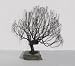 41JubqxYXyL. SL75  Willow Bonsai
