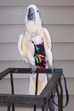 Jumbo Paintbrush Avian Fashions Flightsuit (Bird Diaper) w/Liners