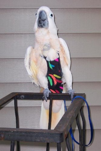 Jumbo Paintbrush Avian Fashions Flightsuit (Bird Diaper) w/Liners