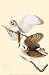 Common Barn-Owl - Movie Poster / Print -- Custom Framing Available