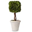 Zodax CH-1826 Preserved Boxwood Square Shaped Topiary, 4 by 9-1/2-Inch